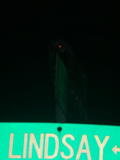 The image shows a nighttime scene in Elizabeth City, United States. In the foreground, a bright green sign with "LINDSAY" in white lettering is visible. To the right of the word "LINDSAY", a white arrow pointing to the right is also present on the sign. In the background, a dark silhouette of what appears to be an owl is perched on something out of frame, with its eyes reflecting a reddish-orange glow. The owl is positioned above and slightly to the left of the "LINDSAY" sign. The overall environment is dark, suggesting it is nighttime.