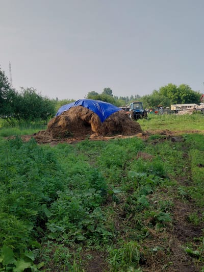 In Новосёлово, Russia, a large mound of hay is covered with a bright blue tarp, partially obscuring its peak. The hay pile is situated in a grassy, rural environment, with various green plants and some muddy patches of ground surrounding it. In the background, a blue tractor with a cab is visible, as well as some buildings and trees. A tall, lattice-like tower stands in the distance to the left. The sky is overcast and light in color.