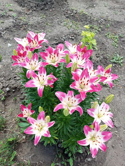A cluster of blooming lilies with pink and white petals and dark red stamens are the central focus of this outdoor, eye-level, medium shot. The lilies are arranged in a garden bed, with dark soil and sparse green vegetation filling the background. The flowers are varied in their stage of bloom, with some fully open and others in bud. The lighting suggests it is daytime, and the overall atmosphere is natural and serene. No text is visible in the image. The location is Qarabalıq, Kazakhstan.