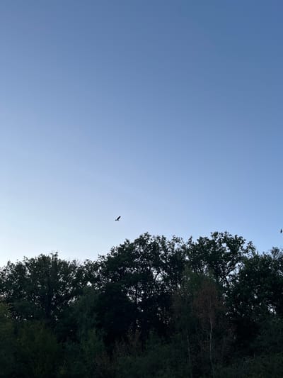 The image captures a clear blue sky with a single bird in flight. Below the sky, a dense line of dark green trees forms the horizon. The overall scene suggests an outdoor natural environment. The location is specified as Sonchamp, France.