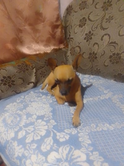 A tan chihuahua puppy is lying on a blue and white floral patterned blanket. The puppy is facing the camera and looking down. The background shows a couch with a floral pattern. The scene is indoors. There is no visible text in the image.
