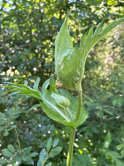 A close-up, low-angle outdoor shot captures a portion of a plant with serrated, pointed green leaves and a light green bud. The plant stem is ribbed and green. The background is heavily blurred, showing dappled sunlight filtering through trees and foliage, creating a bokeh effect with many small, out-of-focus circles of light. The setting appears to be a natural environment, possibly a garden or wooded area. The image is taken in Журавушка Ст, Russia.