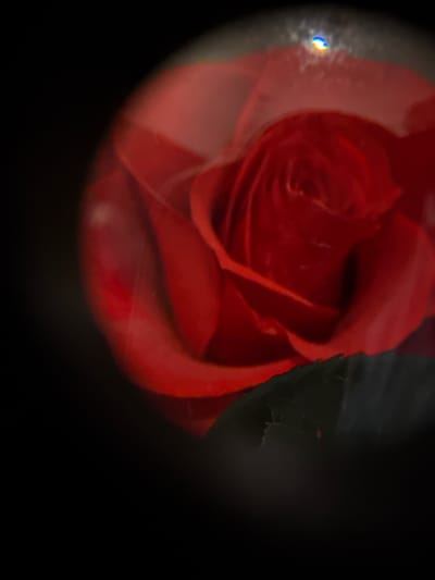 A close-up, artistic photograph of a red rose is presented. The rose is out of focus and illuminated from above, creating a lens flare effect at the top center of the image. The background is entirely black. There are no people, actions, or interactions depicted. The image is devoid of any context relating to Biržai, Lithuania, or any other specific location.