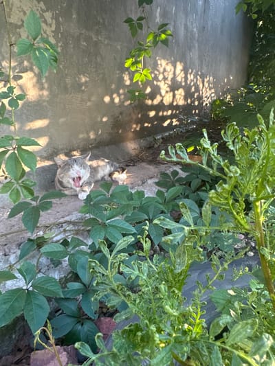 In the village of Sarymoldayev rural district, Kazakhstan, a tabby cat with white paws and chest is lying on its side with its mouth wide open, yawning, against a concrete wall. The cat is positioned on a patch of ground surrounded by lush green foliage. Sunlight filters through the leaves, casting dappled shadows on the wall behind the cat. The scene is one of a peaceful, sun-drenched outdoor environment, likely a garden or courtyard, where the cat is resting comfortably amidst the vegetation.