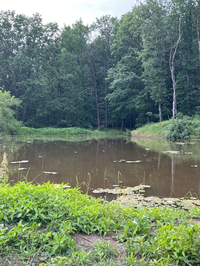 The image depicts a natural scene with a body of water surrounded by dense greenery and trees. The water's surface is calm, reflecting the overcast sky and the surrounding vegetation. Patches of green plants, possibly algae or aquatic plants, are scattered on the water. The foreground is occupied by lush green plants and some dry grass. In the background, a thick wall of trees, predominantly deciduous, forms a dense forest. A few dead trees with bare branches are interspersed among the living ones, adding a contrasting texture to the scene. The overall impression is one of a tranquil, natural environment, likely a pond or small lake within a wooded area. There are no people or man-made structures visible in the image. The location in the city of Drentsi, Bulgaria, suggests a rural or semi-rural setting where such natural landscapes are common.