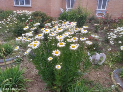 A close-up, ground-level view captures a dense cluster of white daisies with bright yellow centers in the foreground, set against a backdrop of a brick building and a garden. The daisies are in full bloom, with many flowers facing the viewer, their petals spread wide. Behind the daisies, a variety of green foliage and some scattered pink and red roses are visible. The brick building, likely part of a residential or municipal structure, features white-framed windows. In the garden area, the ground appears to be a mixture of soil and mulch. A weathered, light-colored decorative object, possibly a ceramic sculpture of a swirling form, rests among the plants to the right of the central daisy cluster. The lower left corner of the image displays the text "nubia Focus 5G," indicating the device used for capture. The overall scene suggests a well-maintained garden area adjacent to a building in Sestrynivka, Ukraine.