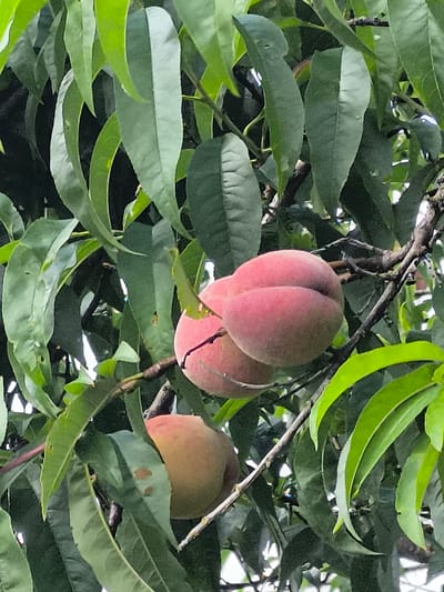 In the city of Mažučiai, Lithuania, a close-up, eye-level shot captures a branch of a peach tree laden with ripe fruit. Two peaches, one slightly larger and positioned in front of the other, are prominently displayed in the upper right quadrant. The foreground is dominated by lush, green leaves, some of which are out of focus, creating a soft backdrop. The peaches exhibit a gradient of color, transitioning from a reddish-pink hue on their exposed sides to a lighter, more muted tone where they are partially obscured by leaves or shadows. The fuzzy texture of the peaches is discernible, and a distinct crease runs vertically down the center of the larger fruit. Below these, a third peach, less in focus, is visible in the lower left of the frame. The branches of the tree are dark and gnarled, providing a sturdy support for the fruit and foliage. The lighting suggests it is daytime, with diffused light filtering through the leaves, casting subtle shadows and highlighting the vibrant colors of the fruit.