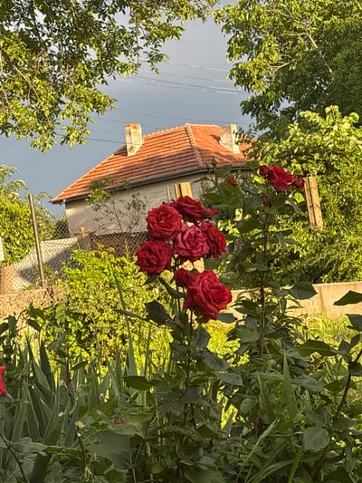The image depicts a residential scene in Rogozen, Bulgaria, characterized by a garden in the foreground and a house in the background. In the immediate foreground, a cluster of red roses in full bloom dominates the lower-center and left-mid sections, surrounded by dense green foliage, including tall, sword-like leaves possibly belonging to irises. The plant material is vibrant green, with some areas appearing brighter due to sunlight.
In the midground, a chain-link fence supported by metal posts extends horizontally across the frame, partially obscured by overgrown green shrubbery and trees. Beyond the fence, a single-story house with light-colored exterior walls and a distinct red-tiled gabled roof is visible. A brick chimney stands prominently on the roof towards the left side of the house.
The background features a cloudy sky, predominantly dark grey, suggesting an overcast condition or approaching weather. Power lines are faintly visible against the sky in the upper-mid section. Large trees with lush green leaves frame the upper left and upper right portions of the image, partially obscuring the sky and upper parts of the house. The overall lighting suggests ambient daylight, possibly late afternoon, with some contrast between sunlit foliage and the darker sky. No individuals or overt actions are depicted.