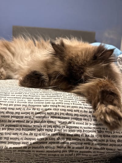 A long-haired cat with dark brown fur on its head and lighter brown fur on its body is lying on a printed fabric. The cat's eyes are closed and its face is resting on the fabric. The fabric has a light background with dark text printed on it. There is a blue object in the background to the left. The scene is not identifiable as being in Santiago de Surco, Peru.