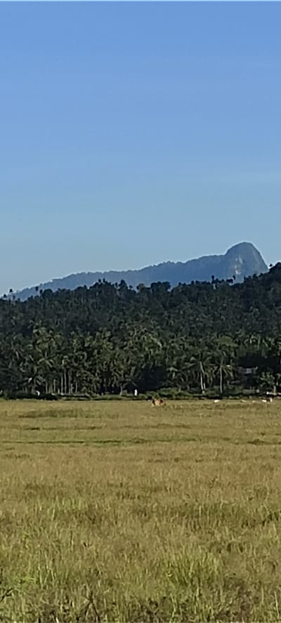 The image depicts a rural scene in Meunasahpulo, Indonesia. In the foreground is a field of tall, brown grass. Beyond the field is a line of palm trees and other vegetation, forming a dense forest edge. A series of small, light-colored objects is also visible in the middle ground, possibly farm animals. In the background, a mountain range is visible against a clear blue sky. The mountain range consists of several hills and valleys, with a taller mountain rising to the right.