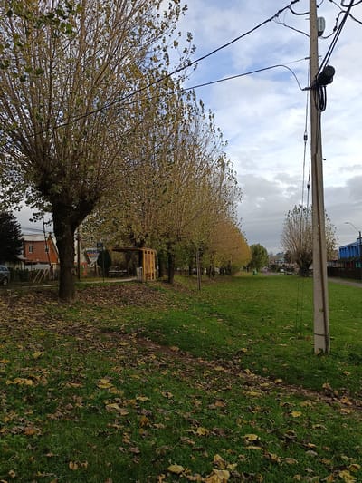 The image depicts a park-like area in Osorno, Chile, during what appears to be the fall season. A row of trees lines the edge of the grassy area, many with bare branches and yellowing leaves. Fallen leaves are scattered across the grass. A concrete utility pole stands in the foreground on the right, with power lines extending across the top of the frame. In the background, residential buildings are visible, along with a bus stop and other structures. The sky is overcast.