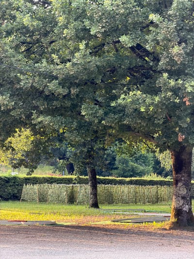 This media file depicts an outdoor scene in Novalaise, France, bathed in the warm light of either sunrise or sunset. The image is dominated by lush green foliage, suggesting a temperate climate and likely a time of year from late spring to early autumn.
On the left side of the frame, a large tree with dense, textured leaves, possibly an oak, takes up a significant portion of the view. Its branches are robust, and the leaves are a mixture of green and lighter, possibly dried, tones, hinting at the changing seasons.
To the right of the trees, a manicured landscape unfolds. A neat hedge forms a boundary, behind which a field or garden is visible. This area appears to be cultivated, with rows of supports or trellises, suggesting an orchard or vineyard. The sunlight catches these rows, highlighting their structure and casting long shadows. Adjacent to this cultivated area is a paved path or road, with a rough, gravelly texture.
A second tree trunk, also large and textured, is visible closer to the right edge of the image, contributing to the sense of being in a park or wooded area near an established pathway. The light is bright and directional, casting a warm glow on the foliage and the ground, characteristic of the golden hour. No people or specific events are evident; the scene is tranquil and focused on nature and its cultivation. There is no visible text within the image.