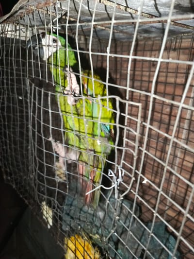 A green parrot is inside a wire cage. The cage is likely indoors, based on the background. There are unidentifiable objects at the bottom of the cage. There is no visible indication of the location of the image in Los Leoncitos, Venezuela. No people are visible in the image.