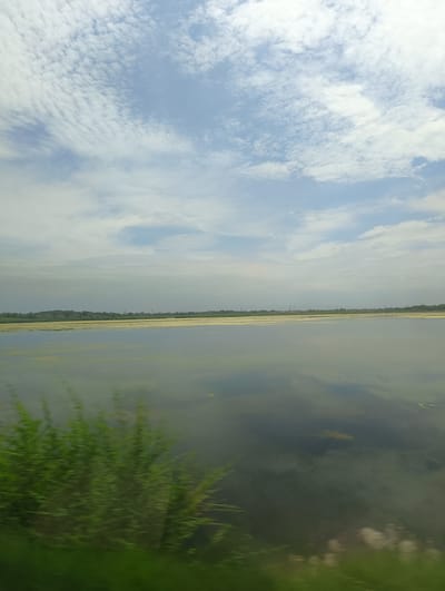 An image captures a serene view of a tranquil body of water, reflecting the sky above. The water's surface is adorned with patches of yellow-green algae, creating a natural, abstract pattern. In the foreground, blurred green foliage suggests movement, possibly from a passing vehicle. The background is a distant horizon of green trees and a faint line of utility poles, hinting at human presence. The sky is a soft blue, scattered with wispy white clouds that mirror the calm of the water below. The overall atmosphere is peaceful and natural.