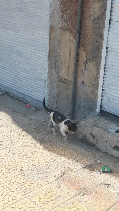 The image depicts a black and white domestic cat walking on a sidewalk in Al-Qaboun Municipality, Syria. The cat, with a white body and prominent black patches on its head, back, and tail, is oriented towards the right, with its head lowered, possibly investigating the ground. Its tail is erect. The sidewalk is paved with light-colored, irregularly shaped geometric tiles. To the left, a light grey corrugated metal roll-down shutter is visible. To the right of the cat, a textured concrete wall or pillar features a dark vertical pipe and borders another section of corrugated metal shutter. The ground shows scattered debris, including a red wrapper near the left shutter and a green object with white fragments near the right. Direct sunlight illuminates the scene, casting a shadow diagonally across the lower left quadrant of the sidewalk. No humans are present.