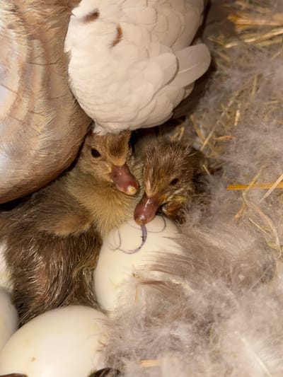 The image shows a close-up view of a nest filled with downy feathers and straw. Two newly hatched ducklings, with their beaks slightly open, are nestled among several white eggs. One duckling is positioned in the foreground, facing towards the left, while the other is partially obscured behind it. The ducklings appear to be a light brown color with darker markings on their heads and backs. Several white eggs surround the ducklings, one of which has a faint purple circular marking on it. The nest is situated in what appears to be a rustic or natural setting, given the presence of straw and feathers. The lighting is warm and soft, suggesting an indoor or sheltered environment, possibly during daylight hours. There is no visible text in the image.