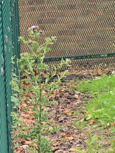 An eye-level, medium shot captures a tall, spiky plant with a single purple flower and several unopened buds, positioned to the left of the frame. The plant stands out against a background of dry brown leaves scattered on the ground, and a muted green, diamond-patterned metal fence. To the right of the leaves, a strip of vibrant green grass is visible, with a few small white flowers scattered amongst it. The plant is growing next to a thick, green, vertically ribbed cable fence. The scene appears to be an outdoor urban area in Northampton, United Kingdom, likely a public space or garden. There are no people or animals present in the image, and no discernible actions are taking place. The lighting suggests it is daytime.
