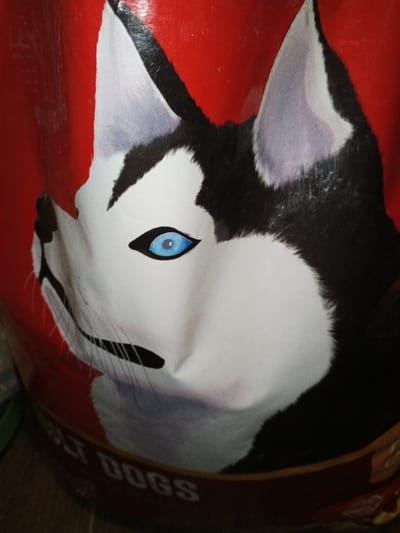 The image displays a close-up of a container, likely for pet food, located indoors in Madinaty, Egypt. The container features a graphic depiction of a Siberian Husky dog's head against a solid red background. The husky illustration shows distinct black and white fur markings, with visible grey shading on the ears and around the muzzle. A prominent bright blue eye with a dark pupil is visible on the dog's left side (viewer's right). The ears are upright and pointed. The surface of the container exhibits several creases and indentations, suggesting a flexible material such as plastic or laminated paper. Partially visible white text near the bottom edge of the container reads "ADULT DOGS". No people, actions, or interactions are visible.