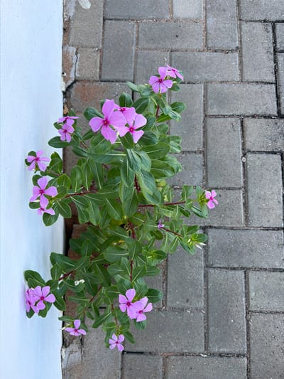 A medium shot shows a flowering plant growing against a gray brick wall. The plant has green leaves and pink flowers. The flowers have five petals and a dark pink center. The plant is growing on a white surface, likely a curb or ledge. The brick wall is made of rectangular gray bricks arranged in a herringbone pattern. The location is indeterminate; no information in the image identifies the location as Muxara, Mozambique. There are no people visible in the image. The overall impression is a close-up view of nature thriving in an urban environment.