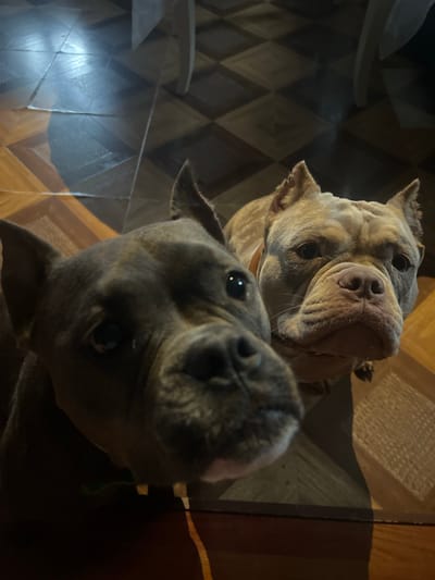 This media file shows a close-up, overhead view of two dogs, likely American Pit Bull Terriers, looking directly at the camera. The dog in the foreground is a darker grey and its face fills the lower portion of the frame, with its nose and eyes prominently featured. The second dog, lighter in color and with a more pronounced snout, is positioned behind and slightly above the first, its face also directed towards the viewer.

The dogs appear to be indoors, on a floor with a diamond-patterned tile design. The lighting suggests it might be evening or nighttime, with shadows cast across the floor, possibly from artificial light. One of the cropped images reveals a glimpse of what appears to be furniture in the upper left, adding to the indoor setting. The overall mood conveyed by the dogs' expressions is one of curiosity or attention. There is no visible text in the image. The location context provided is Zelenogradskiy, Russia, which is a town in the Moscow Oblast.