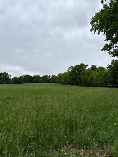 The image shows a landscape in Vandœuvres, Switzerland. A large expanse of green grass occupies the right side of the frame. A line of trees stands to the left of the grass field, bordering it. Above, a cloudy sky is visible. Branches from trees are seen in the upper left corner. Some yellow flowers are visible within the grass.