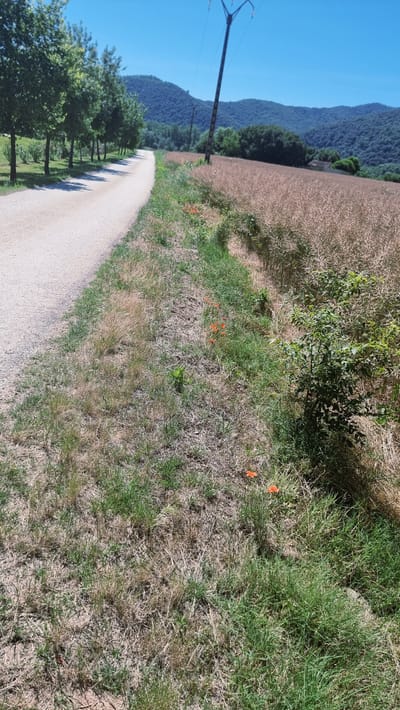 A dirt road curves to the left, bordered by a row of trees on the left and a field of dried vegetation on the right. The field is characterized by tall, straw-colored stalks. The grass alongside the road appears dry and sparse in places, with patches of greener growth. Several bright orange poppies are visible scattered in the grassy area near the road. In the background, rolling green hills are covered in dense vegetation, and a clear blue sky stretches overhead. A utility pole with power lines is situated in the middle ground, to the right of the road. The scene captures a rural landscape in the municipality of Montagut i Oix, Spain.