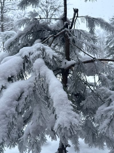 The image captures a close-up, vertical shot of pine tree branches heavily laden with fresh snow and hoar frost, creating a pristine winter scene. The primary subject is a cluster of dark brown, almost black, branches and their evergreen needles, which are entirely encased in a thick layer of white snow and delicate, feathery frost.
The snow appears soft and powdery, forming rounded, undulating mounds on top of the branches and needles. Each individual pine needle is distinctly outlined and thickened by a coating of tiny ice crystals, giving them a fuzzy, almost ethereal appearance. This crystalline frost is particularly evident on the edges and tips of the needle clusters, adding intricate detail to the white covering.
In the foreground, several large, snow-covered sections of branches crisscross the frame, some appearing as dark, gnarled lines peeking through the white. Deeper within the foliage, further branches also bear significant snow, contributing to the depth of the image. The bright, overcast sky serves as a light, almost white background, suggesting a daytime setting with diffused natural light, typical of a snowy day. In the very soft-focus background, more bare tree branches, also likely covered in frost or snow, can be vaguely discerned against the pale sky, reinforcing the outdoor, winter environment.
The overall impression is one of serene cold, quiet beauty, and the delicate intricacy of nature transformed by winter weather. There is no visible text in the image.
