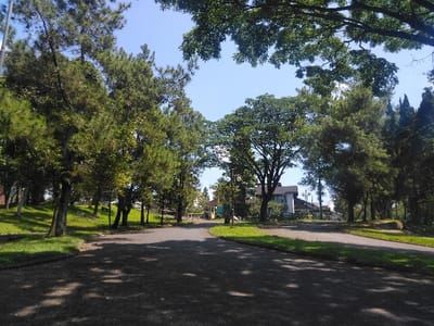 The image captures an outdoor scene at a paved road junction in Nová Bystřice, Czechia, under a clear blue sky during daylight. The foreground features a dark grey paved road, likely composed of interlocking pavers, which splits into two distinct paths in the midground. Shadows from surrounding trees are cast across the road surface. Green grass borders the road on both sides, with a grassy incline dotted with trees, primarily coniferous pines and some deciduous varieties, occupying the left side of the frame. In the midground, a street light pole is visible on the left. To the center-right, a small, light-colored building with a dark roof is partially visible, potentially a guardhouse or utility structure. Beyond this, a larger, multi-story building with a dark roof and light-colored facade is discernible through the dense tree line. The scene is illuminated by direct sunlight. No individuals or vehicles are present.