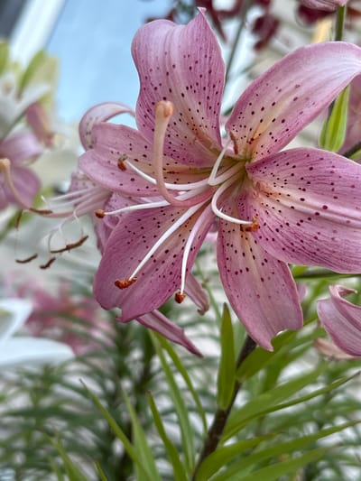 This is a close-up, eye-level, outdoor, natural light photograph of a pink lily flower. The flower is in focus and occupies the majority of the frame, with its petals displaying dark maroon spots and prominent white stamens tipped with orange anthers. The background is blurred, showing hints of other lily flowers and lush green foliage. The sky, a soft blue, is visible in the upper left corner. The image does not depict any people or specific landmarks related to the city of Ворошиловка, Kazakhstan.