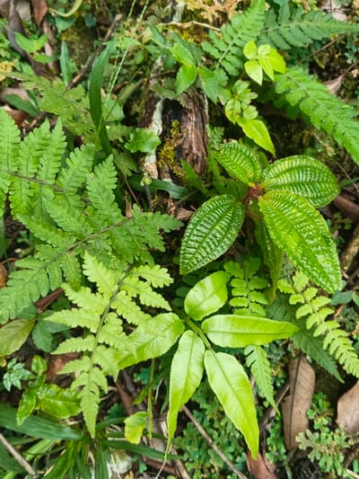 The image presents a close-up, high-angle view of dense green ground cover, located in Tây Ninh, Vietnam. The scene is comprised of various plant species and organic matter. Dominantly, several types of ferns are visible, including multiple pinnately compound fronds ranging in shades from light to dark green. A prominent plant with six oval, deeply textured, dark green leaves, characterized by distinct parallel venation, occupies the central-right portion of the frame; its stems are reddish-brown. Below this, towards the lower center, another plant with smoother, lighter green, elongated leaflets is present. A small, coiled fiddlehead fern is visible in the central-left area. In the upper central background, a segment of decaying wood or a log, partially covered with green moss, is embedded in the foliage. The ground exhibits patches of dark soil and scattered brown, dry leaves. No human subjects, animals, or artificial objects are present.