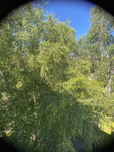 The image shows a view looking up through the branches of several large birch trees. The leaves are a vibrant green, and the sunlight filters through them, creating dappled shadows. The sky is a clear, bright blue. In the background, a white birch tree trunk is visible on the right side of the frame, partially obscured by foliage. The scene appears to be an outdoor environment in a city, likely a park or residential area. No people are visible in the image. The overall impression is one of lush, sunlit greenery under a clear sky.