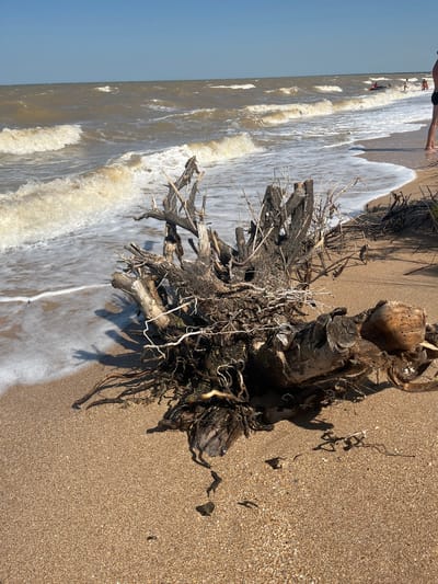 In Dolzhanskaya, Russia, a close-up, eye-level shot captures a gnarled piece of driftwood resting on a sandy beach. The driftwood, a complex structure of weathered wood and tangled roots, is positioned in the foreground, partially submerged by the incoming tide. The water is a murky brown, with small to medium-sized waves breaking gently on the shore, leaving a frothy white lace of foam. In the background, the vast expanse of the sea stretches to the horizon under a clear, blue sky. Further back on the beach, several people are visible, some wading in the water and others standing on the shore. A person's legs and feet, clad in black swim trunks, are prominently visible on the right edge of the frame, indicating the photographer's presence or proximity to another beachgoer. The overall scene conveys a sense of a tranquil, yet active, beach day.