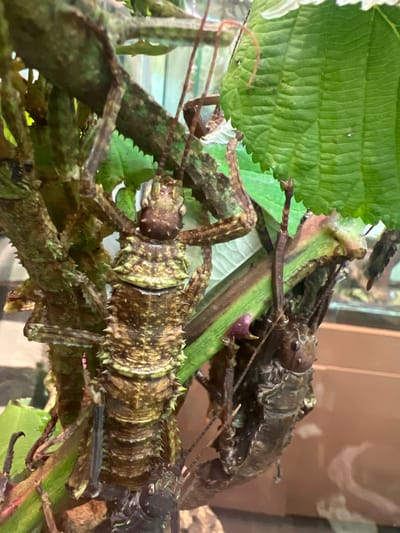 This is a close-up, eye-level photograph of two large stick insects clinging to a plant with green leaves. The stick insect in the foreground is facing the camera and is positioned vertically. It has a long, segmented body with a spiky texture, predominantly in shades of brown and green. Its head is visible at the top, with antennae extending upwards. Its legs are gripping the plant stem. To the right and slightly behind is a second stick insect, also clinging to the plant. This one is darker in color, appearing mostly brown and black, and is positioned diagonally. It is also segmented and appears to have a similar spiky texture, though less visible due to its coloration and position. The plant it is clinging to has broad, green leaves with prominent veins, and its stem is also visible, appearing to have some reddish-brown coloration. The background is blurred, showing hints of a glass enclosure and a light brown surface, suggesting this photograph was taken in a controlled environment such as a zoo or insectarium. There is no indication of a specific location within the city of Victoria, Canada.