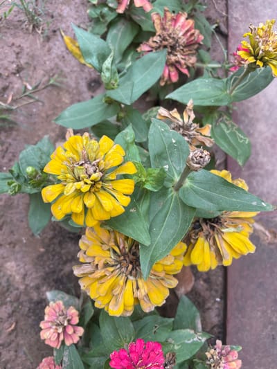 The image depicts a cluster of zinnias in varying stages of bloom and decay. The flowers exhibit colors ranging from yellow to pink and magenta. Some flowers are partially withered with dry petals, while others appear relatively fresh. The leaves are green with noticeable venation. The plant is growing on soil near a brick structure. The image suggests an outdoor location with a garden. There is no indication of the specific location or activity within Chandigarh, India.