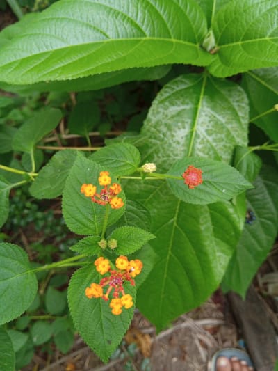 The image shows a close-up of Lantana flowers with green leaves. The flowers are in various shades of orange and red. The scene appears to be outdoors, with other green foliage visible in the background. Part of a foot wearing a sandal is visible in the lower right corner. The location is Palohigeuh, Indonesia.