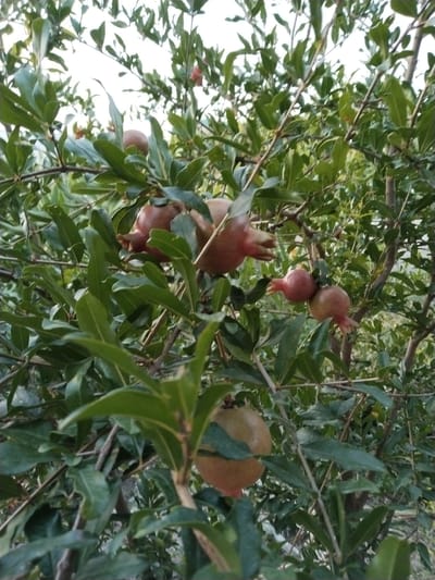 The image captures a close-up view of a pomegranate tree laden with ripening fruit, set against a background of lush green foliage and branches. The lighting suggests it is either early morning or late afternoon, with soft, diffused light. The pomegranates, in varying shades of reddish-pink and light brown, are dispersed throughout the branches, some partially obscured by leaves. The branches themselves are woody and uneven, indicating a mature tree. The overall impression is one of abundance and natural growth. The location is identified as Tinchlik, Uzbekistan. There are no people visible in the image, nor any direct human interaction with the pomegranates. The environment is entirely natural, focused on the tree and its fruit.