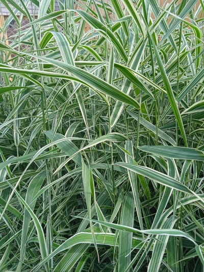 The image is a close-up, eye-level shot of a dense clump of variegated ornamental grass. The leaves are long, slender, and pointed, with a prominent creamy white stripe running down the center of each green blade. The grass is lush and appears to be growing outdoors, with a soft, diffused light illuminating the foliage. In the background, slightly out of focus, are hints of a building with a light-colored, textured surface, possibly brick or stone, and vertical wooden elements. The scene suggests an urban or suburban garden setting in Тайсуганово, Russia, characterized by its natural greenery. There are no people or animals visible in the image.