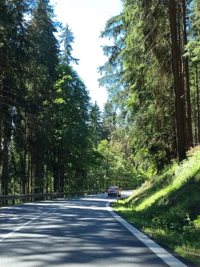 The image depicts a paved road winding through a dense forest of tall coniferous trees. The road has a white double line down the center and a white line marking the edge on the right side. Sunlight filters through the trees, casting dappled shadows on the asphalt. A silver car is driving on the road, approaching a curve to the right. The forest floor on the right side of the road is covered in lush green grass and vegetation, illuminated by sunlight. The trees on both sides of the road create a canopy overhead, with some branches reaching over the road. The sky is visible in the upper portion of the image, appearing bright and clear. The scene suggests a drive through a natural, forested area.