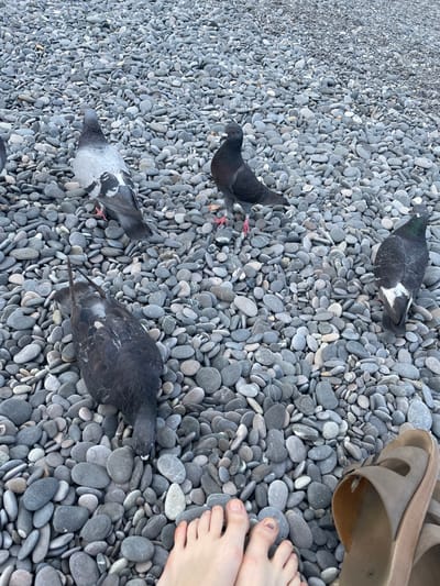 A top-down shot shows a group of pigeons on a pebble beach. Three pigeons are clearly visible, with one in the upper right partially obscured by a light brown sandal. A human foot, with painted toenails, is visible in the lower right corner, also next to the sandal. The pebbles on the beach are predominantly gray and rounded, creating a textured ground cover. The pigeons are dark gray with some white markings on their wings. The lighting suggests it is daytime, with soft shadows indicating an overcast or late afternoon setting. The scene appears to be a relaxed, casual moment on a beach, likely in a coastal area, given the presence of pigeons and the pebble beach. There is no visible text in the image. The setting appears to be a beach in Ливадийский поселковый совет, Ukraine.