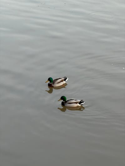 The image displays two male mallard ducks swimming on a calm, olive-grey body of water in Peso da Régua, Portugal. Both ducks are oriented to the left, exhibiting prominent green heads, yellow bills, white neck rings, chestnut breasts, grey bodies, and black rear plumage with white accents. The duck in the upper-middle of the frame is positioned slightly above and to the left of the duck located in the lower-middle. Both ducks generate distinct ripples on the water's surface and cast clear reflections directly beneath them. Faint concentric ripples are also visible in the upper right portion of the water, along with a few scattered minute particles or bubbles. No other subjects or objects are present within the frame.