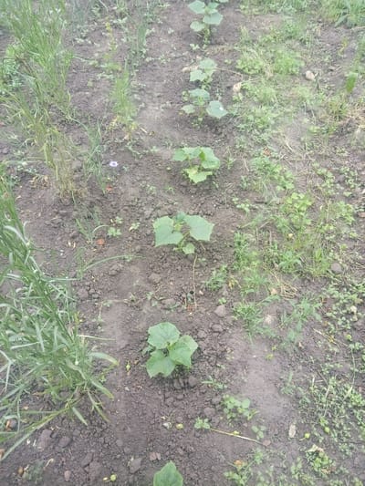 The image depicts an outdoor garden plot in the city of Zelenyi Hai, Ukraine. A prominent row of approximately seven young cucumber plants, characterized by their broad, light green leaves, is systematically spaced in a diagonal line from the bottom-center towards the upper-right. The soil is dark, tilled earth with visible clods. To the immediate left of the cucumber row, a dense section of taller, slender-leaved green plants, possibly a herb or another cultivated crop, grows vigorously. Further left, a patch of thick grass-like vegetation is present. To the right of the cucumber row and in uncultivated areas, various weeds, including small-leaved groundcover and fine grasses, are established. A single small, delicate purple flower is visible in the mid-left portion of the frame. Scattered on the soil in the lower-right quadrant are several small, spherical green objects, possibly seeds or immature plant matter. No human subjects, animals, or specific actions are discernible within the frame.