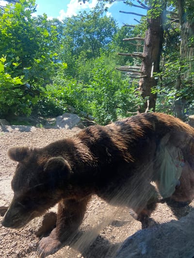 The image shows a brown bear in an outdoor enclosure at the Innsbruck Zoo. The bear is the main subject, viewed from above and to the side. Its fur is dark brown and appears thick. In the background, there are trees with green foliage and a blue sky with some white clouds, suggesting a sunny day. The ground of the enclosure is covered with wood chips and some rocks. A large tree trunk is visible in the mid-ground, with several smaller branches or sticks protruding from it. A light-colored, possibly plastic or fabric, material with some red and blue bead-like decorations is visible on the bear's back, possibly part of its enclosure enrichment. The image appears to be taken through glass, as indicated by some light reflections and streaks across the bear's fur. The overall setting is naturalistic, designed to mimic a bear's habitat. The time of day appears to be daytime, given the bright sunlight.