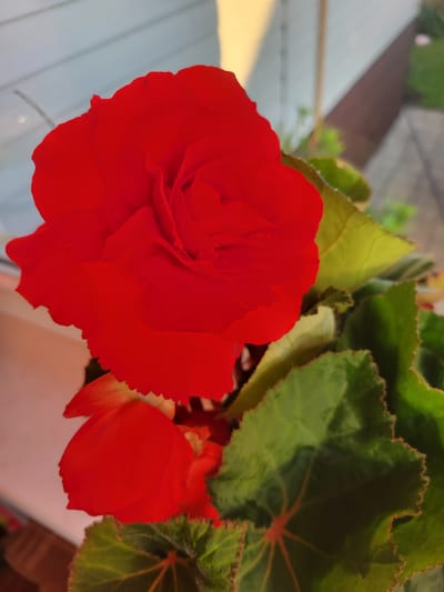 This media file is a close-up, eye-level shot of vibrant red begonias in a garden setting. The focus is on two large, fully bloomed red flowers, with one dominating the foreground on the left and a smaller one visible to the right. The petals of the foreground flower are layered and ruffled, creating a rich, velvety texture. Surrounding the flowers are several large, glossy green begonia leaves with serrated edges and intricate red veins. The leaves appear healthy and lush.
In the background, out of focus, there are hints of an outdoor setting. A light-colored surface, possibly a wooden deck or railing, runs diagonally across the left side of the frame. Beyond that, a darker, slatted structure, perhaps a fence or part of a building, is visible. The lighting suggests it is daytime, likely morning or late afternoon, given the warm, soft illumination and the shadows. The overall mood is peaceful and showcases the beauty of the blooming flowers. There is no visible text in the media file. The location context is Belaazyorsk, Belarus.
