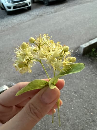 A close-up, vertically oriented shot shows a person's hand holding a small cluster of delicate, pale yellow Linden flowers with green leaves. The flowers have numerous thin, white stamens extending outwards, giving them a feathery appearance. One larger, elongated green leaf is prominent on the right side of the cluster. The hand holding the flowers is lightly tanned, with visible fingers and fingernails.

The background is out of focus but appears to be an outdoor setting with a rough, greyish surface, possibly pavement or asphalt. To the left of the flowers, a portion of a white vehicle, possibly a van or bus, is visible, with some dark detailing. This suggests an urban or roadside environment. The lighting is bright, indicating daytime, and there are no strong shadows, suggesting overcast conditions or diffused sunlight.

The overall impression is one of a casual moment, perhaps someone picking flowers from a tree. There is no discernible text in the image. The location context provided is Ishimbay, Russia.