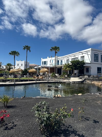 This vibrant daytime scene captures a leisure area in Yaiza, Spain, featuring traditional white buildings, a serene water feature, and lush palm trees under a bright blue sky.

On the left side of the image, several multi-story white buildings line the edge of a promenade. One prominent building displays blue-framed windows and a modern white metal framework, suggesting a mix of traditional and contemporary architecture. Below this, an outdoor terrace is set up with numerous tables and chairs, shaded by distinctive straw-thatched umbrellas. Several people are visible, seated at these tables, enjoying the pleasant weather.

Adjacent to the buildings and terrace is a long, narrow body of water, possibly a canal or decorative pool, that runs horizontally through the frame. The water's surface is rippled, reflecting the sky and surrounding structures, and a small fountain adds a dynamic element.

To the right of the water, a distinctive dark, gravelly landscape stretches out, characteristic of volcanic rock found in the Canary Islands. Scattered within this dark terrain are various green plants and bushes, including a prominent rose bush with a single pink bloom and another plant with striking red flowers, providing pops of color against the dark ground. Several tall palm trees punctuate the scene, their fronds swaying gently, further enhancing the tropical ambiance.

The sky above is a clear, brilliant blue, dotted with fluffy white clouds, indicating fair weather. A sign on one of the buildings clearly reads "OASIS," with additional text beneath that appears to say "TERRACE," confirming the presence of a dining or leisure establishment. The overall atmosphere suggests a relaxed and picturesque setting, ideal for outdoor enjoyment.
