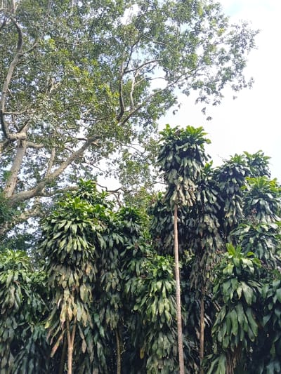 This image, located in Soibada, East Timor, depicts a natural outdoor scene dominated by vegetation under a bright, diffused sky. The foreground and midground feature numerous tall, slender plants characterized by dense clusters of elongated, dark green leaves forming columnar profiles. Several visible plant stalks are light brown. In the upper left and central portions of the frame, a large tree with an extensive network of thick, light-colored branches and smaller, lighter green foliage is visible. The uppermost section of the image shows a bright, largely uniform white sky, indicating overcast conditions or strong sunlight. No human subjects, animals, or man-made objects are present.