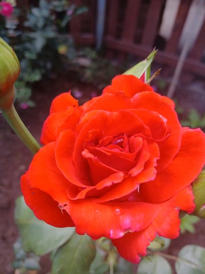 A close-up, slightly elevated shot focuses on a vibrant, fully bloomed red rose with dew drops on its petals. The rose is positioned in the center of the frame, its intricate layers of petals unfurling outwards. To the left of the rose, a green stem curves upwards, with a tightly closed bud also visible, hinting at future blooms. The background is softly blurred, with hints of darker foliage and a reddish-brown structure, possibly a wooden fence or wall. The overall scene is serene and natural, evoking a sense of a garden in good weather, likely morning or after rain due to the dew. No people are visible, and the focus is solely on the beauty of the rose. The image does not contain any visible text. The location context suggests this is likely a garden in Dinskaya, Russia.