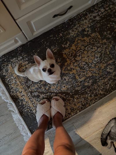 A small, light-colored dog with dark eyes and ears is looking up from a patterned rug. The dog is light tan with white markings on its chest and face. A pair of fuzzy, white slippers are visible on the right side of the image, worn by a person whose legs are also visible. The person is wearing white nail polish. The scene is indoors, with a wooden floor visible to the right of the rug and a white cabinet on the left. A shadow is cast from the right, suggesting natural light, possibly late afternoon. The overall mood appears relaxed and domestic. The image is taken from a high angle, looking down at the dog and slippers. There is no visible text.