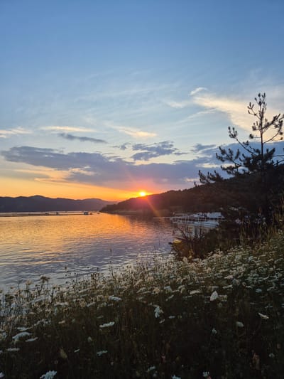 The image displays a sunset scene over a large body of water, identified as being in Brosh, Bulgaria. The sky transitions from a light blue at the top to vibrant orange and yellow hues near the horizon where the sun is setting. Scattered stratiform and cirrus clouds are visible, some dark against the illuminated sky, others catching the golden light. The sun, a bright orange disc, is positioned on the right half of the horizon, partially obscured by distant landforms, casting a strong glare and beams across the water.
The water surface reflects the warm tones of the sunset, appearing predominantly golden-orange with subtle ripples. In the mid-ground, stretching towards the left, several small, white, rectangular floating structures are dispersed across the water. On the far left horizon, a range of dark, undulating mountains or hills is silhouetted against the vibrant sky.
The immediate foreground on the right features a dense growth of short, dark green vegetation interspersed with numerous small white flowers, resembling wild daisies. Taller, slender grasses are also present. A prominent, dark-needled pine tree stands on the right side, extending from the mid-ground to the upper right, silhouetted against the sky. Closer to the right shore, a large, multi-level white floating structure, possibly a houseboat or a moored vessel, is visible. Behind these foreground elements and structures, forested hills rise, also appearing dark against the fading light. No people are visible within the frame.