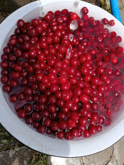 A close-up, top-down view of a white enamel bowl filled with ripe cherries submerged in water. The cherries are a deep red color and many have small water droplets clinging to their surfaces. The water is slightly cloudy, and a few ripples are visible, suggesting the water is in motion. The bowl is white with a dark rim and shows signs of wear. The background is out of focus, but hints of green foliage and what appears to be a blue hose or pipe can be seen. The scene is set outdoors, with shadows indicating bright sunlight. There are no people or animals present in the image. The location is identified as Luxemburg, Kyrgyzstan.